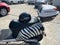 2020 Zebra E-bike Base